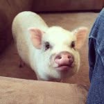 gatsby_the_minipig profile picture