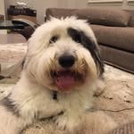 gatsbythesheepdog profile picture