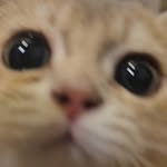 gawinpawpaw_ profile picture