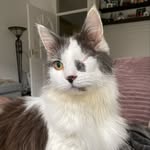 gekjegrijs profile picture