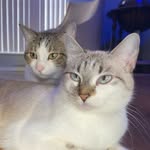 geminiandtaurusthecats profile picture