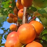 gems__of__nature profile picture