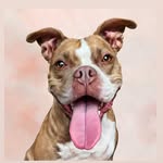geniathelilpiggy profile picture