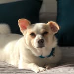 gentle.fennel profile picture