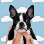 gentlemanrio profile picture