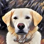 geobeatsanimals profile picture