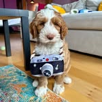 georgethatdood profile picture