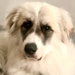 georgethegreatpyr profile picture