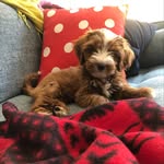 georgethemoose profile picture