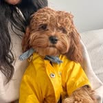 georgiewilliamsnyc profile picture
