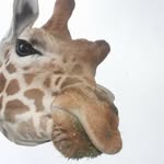 geralds.life profile picture