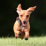 getroamingtails profile picture