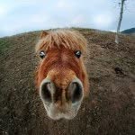 geush_equestrian_club profile picture