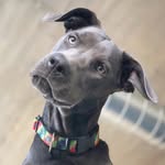 ghost_and_granger profile picture