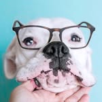 ghostandkona_boxershow profile picture