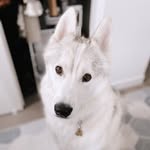 ghostedmarshmallow profile picture