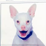 ghostfacelickah profile picture