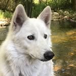 ghostshadowfax profile picture