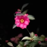 giardino_segreto profile picture