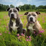 gibbs_n_gunnar profile picture