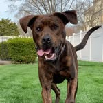 gibson_pup_official profile picture