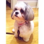 gigi.the.shih.tzu profile picture