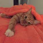 gigithe_cat profile picture