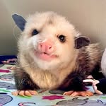 gilbertopossum profile picture