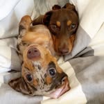 gilly_island profile picture
