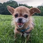 gimlet_the_goblin profile picture