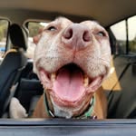 gingergirlthedog profile picture