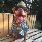 gingermcnubbins profile picture