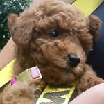 ginginpoo profile picture