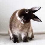 ginnyrabbit profile picture