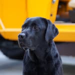 ginthelab profile picture