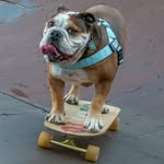 giotto_skateboarding_bulldog profile picture