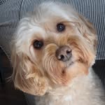 gipperthedood profile picture