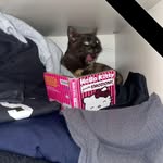 gisellamolino profile picture