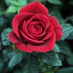 giselle_mybelle profile picture