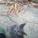 gizmoandsooz profile picture