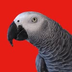 gizmo_the_greybird profile picture
