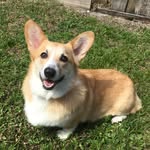 gizmowalterthecorgi profile picture