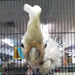 gizzythecockatoo profile picture