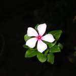 gkpsunitadevi profile picture