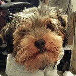 gnarthedog profile picture