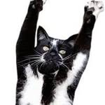 goalkitty profile picture