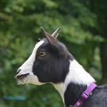 goatlove.vn profile picture