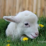 goatsofyamnuska profile picture