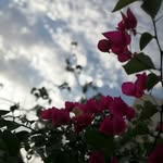 gode80225 profile picture