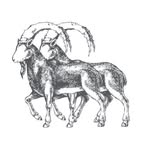godstruecashmere profile picture